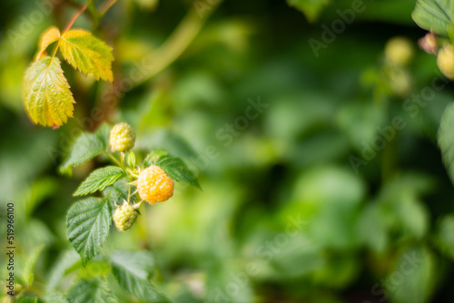 Ripe, juicy raspberries. Garden fruit bush. Beautiful natural rural landscape with strong blurred background
