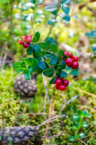 sprig of ripe cowberry grows in clearing of moss. berry cranberries, lingonberries in forest