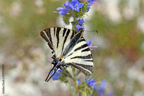 Scarce swallowtail (Iphiclides podalirius) on flowering 