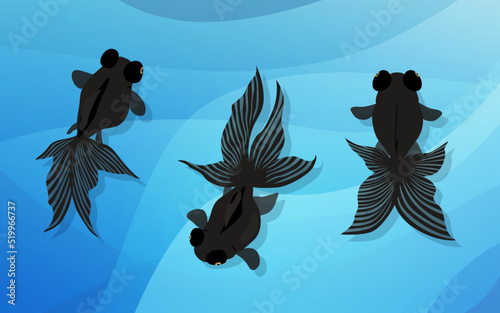 デメキン, 目金