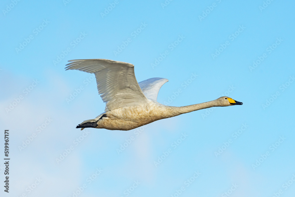 Obraz premium オオハクチョウ飛翔 (Whooper swan)