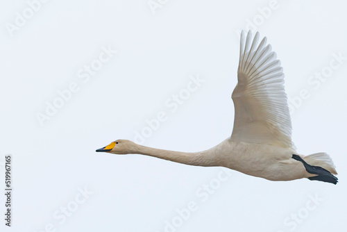 オオハクチョウ飛翔 (Whooper swan)