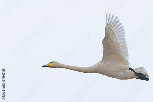 オオハクチョウ飛翔 (Whooper swan) photo