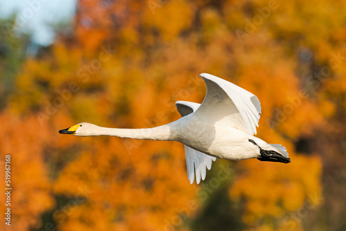 Photos 紅葉の中を飛ぶオオハクチョウ (Whooper swan)