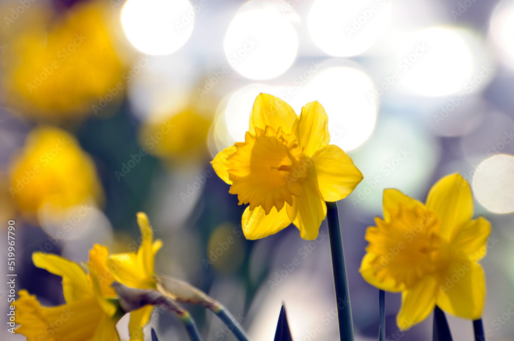 yellow daffodil flower yellow daffodil flower