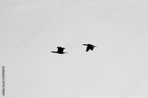 Dos pájaros volando, centrados, en blanco y negro