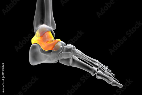 Human foot anatomy. Talus bone of the foot