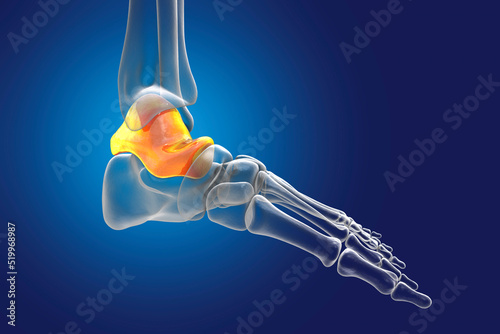 Human foot anatomy. Talus bone of the foot photo