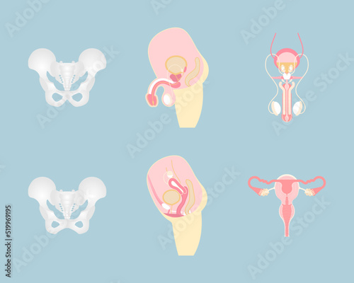 male and female reproductive system and pelvic bone, internal organs, orthopedic, anatomy body part, nervous system, vector illustration cartoon flat character design clip art