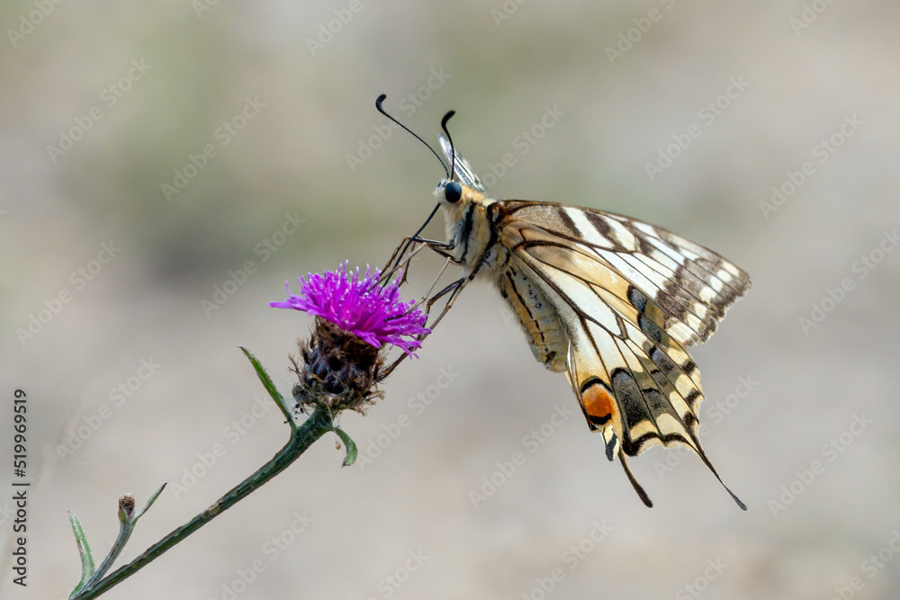 Machaon (Papilio machaon) Machaon (Papilio machaon)