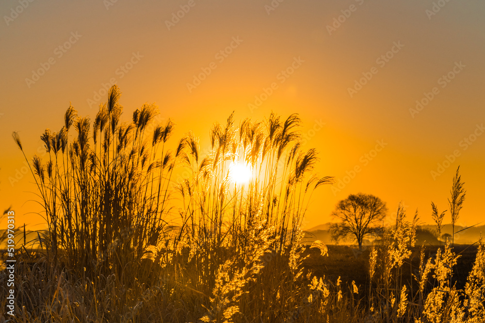 Obraz premium 우음도, 가을