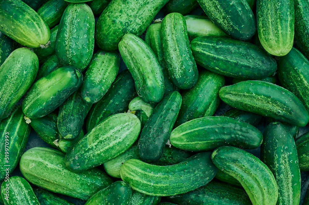 Close up of fresh organic green cucumbers. Close up of fresh organic green cucumbers.
