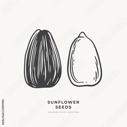 Hand-drawn sunflower seed, shelled and peeled. Botanical vintage drawing in engraving style. Design element for design of books, markets, packaging. Concept of organic food. Vector illustration.