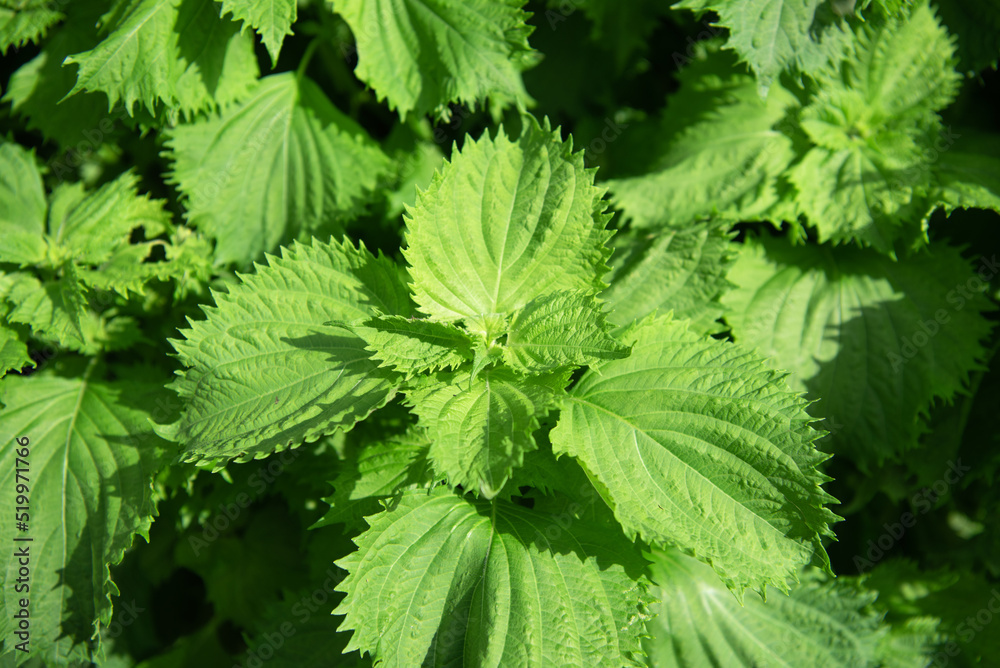 Sunlit Japanese perilla plant with dark background Sunlit Japanese perilla plant with dark background
