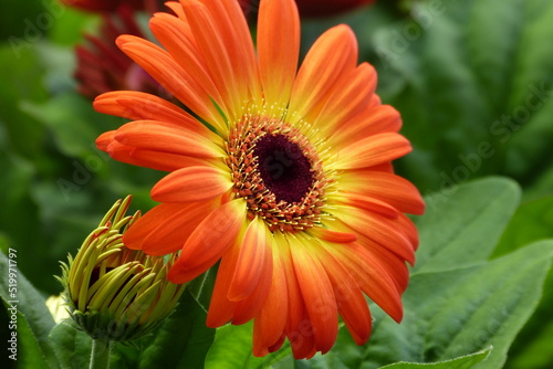 orange gerbera flower