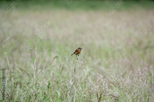 a male stonechat (Saxicola rubicola) perched high on a meadow plant © Martin