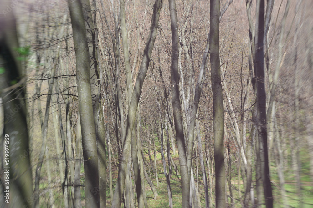 Obraz premium Forest in early spring, forest ecosystem