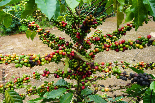 Selective Focus Arabica coffee seed on Coffee arabica tree is a species of flowering plant in the coffee and madder family Rubiaceae - local agriculture in northern pha hee village chiangrai thailand  photo