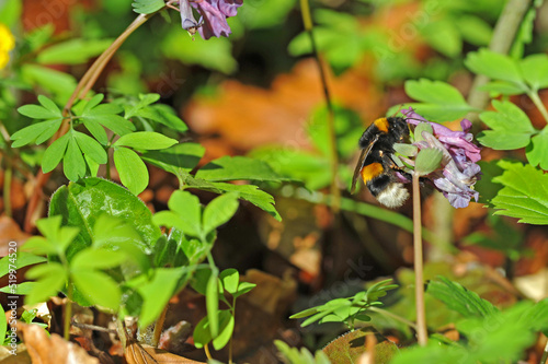 Corydalis and bumblebee in the spring forest