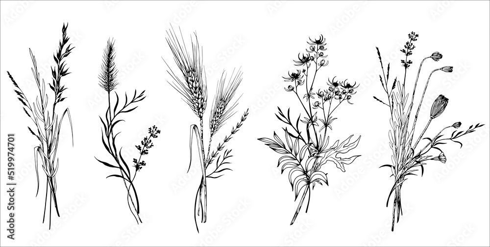 Set of wildflowers bouquets. Hand drawn black and white vector ...