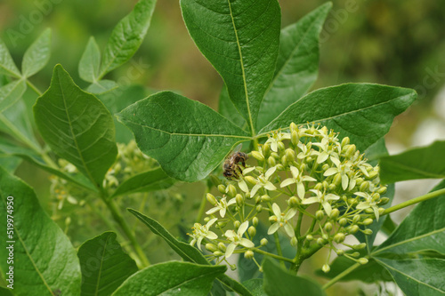 Gentle botanical - delicate leaves of the plant. Ptelea trifoliata flowers
