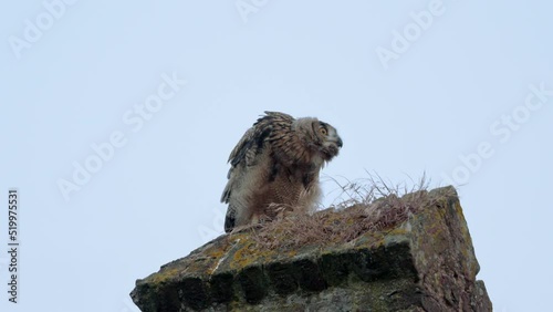 Eurasian eagle-owl (Bubo bubo), fledling on a wall, Heinsberg, North Rhine-Westphalia, Germany photo