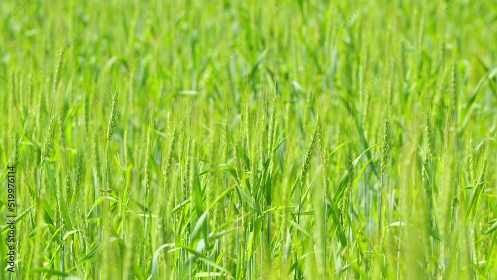 Grains growing leaves industry farm lands. Juicy fresh ears of young green wheat. Slow motion. Grains growing leaves industry farm lands. Juicy fresh ears of young green wheat. Slow motion.