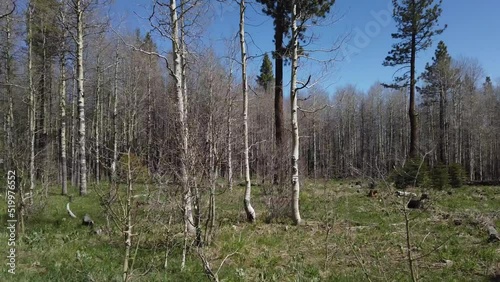 Naked Aspen Trees and Forest in Lake Tahoe Area, Sierra Nevada USA, View From Moving Vehicle photo