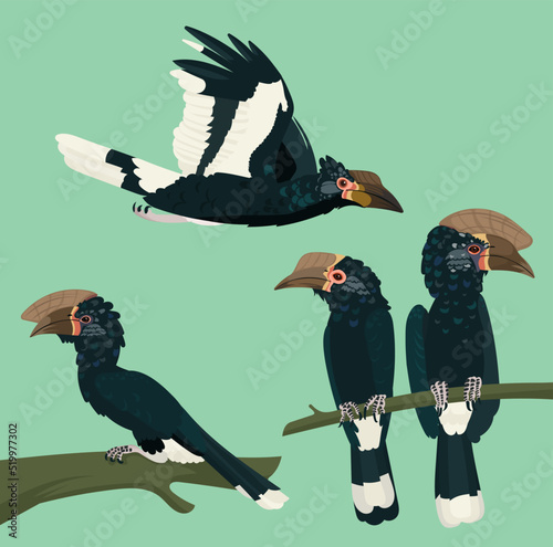 Silvery-cheeked hornbill collection