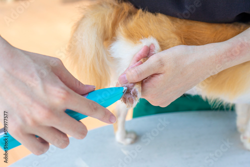 犬の後ろ足をトリミングするトリマー女性　足裏　カット photo