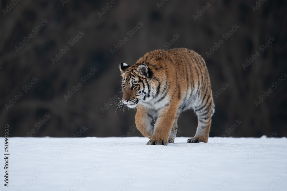Obraz premium Siberian Tiger running in snow. Beautiful, dynamic and powerful photo of this majestic animal. Set in environment typical for this amazing animal. Birches and meadows
