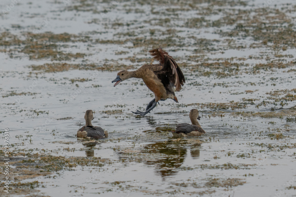 F ulvous whistling duck or fulvous tree duck (Dendrocygna bicolor) standing in the grass