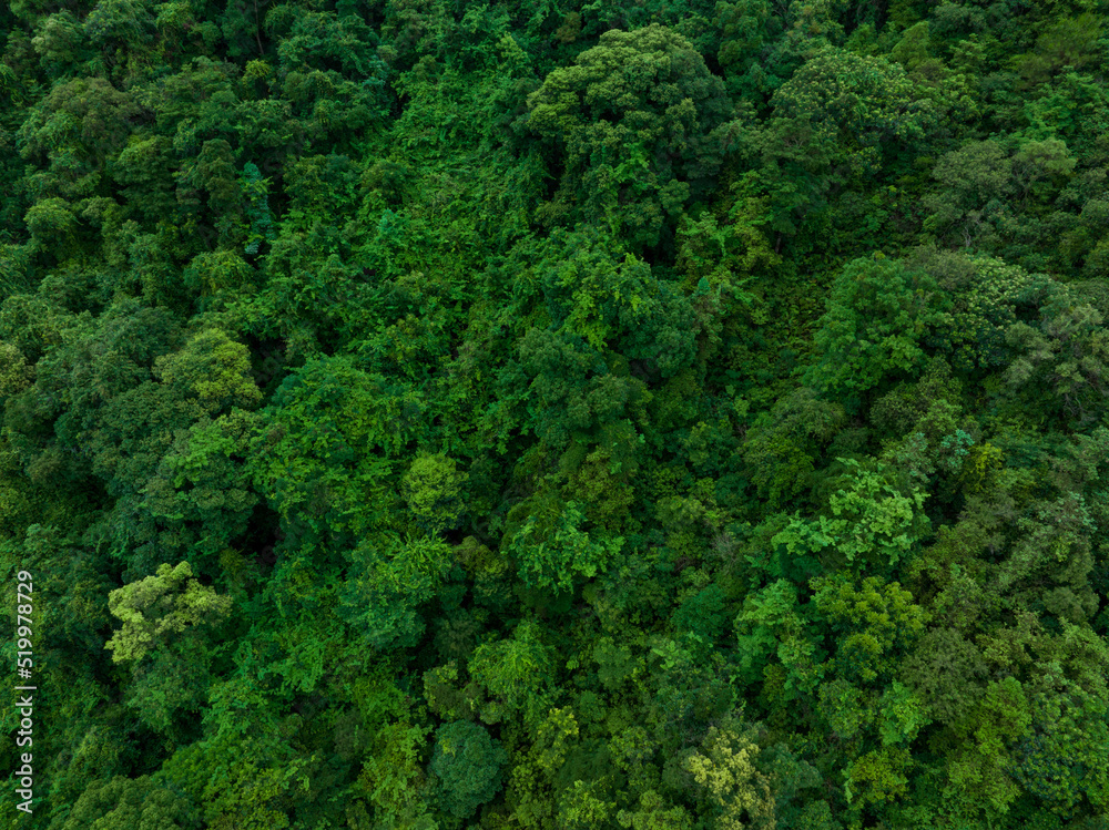 Aerial view of beautiful tropical forest mountain landscape