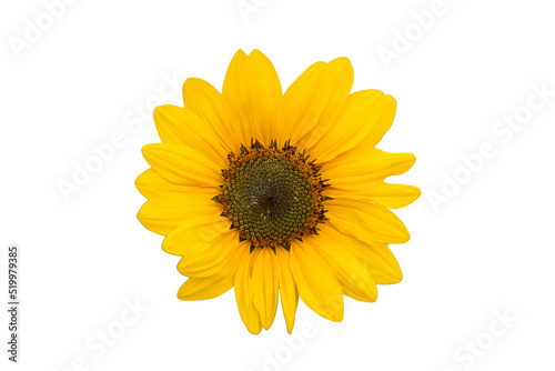 Sunflower isolated. Yellow blooming bud on a white background. Summer, sun, agriculture concept.