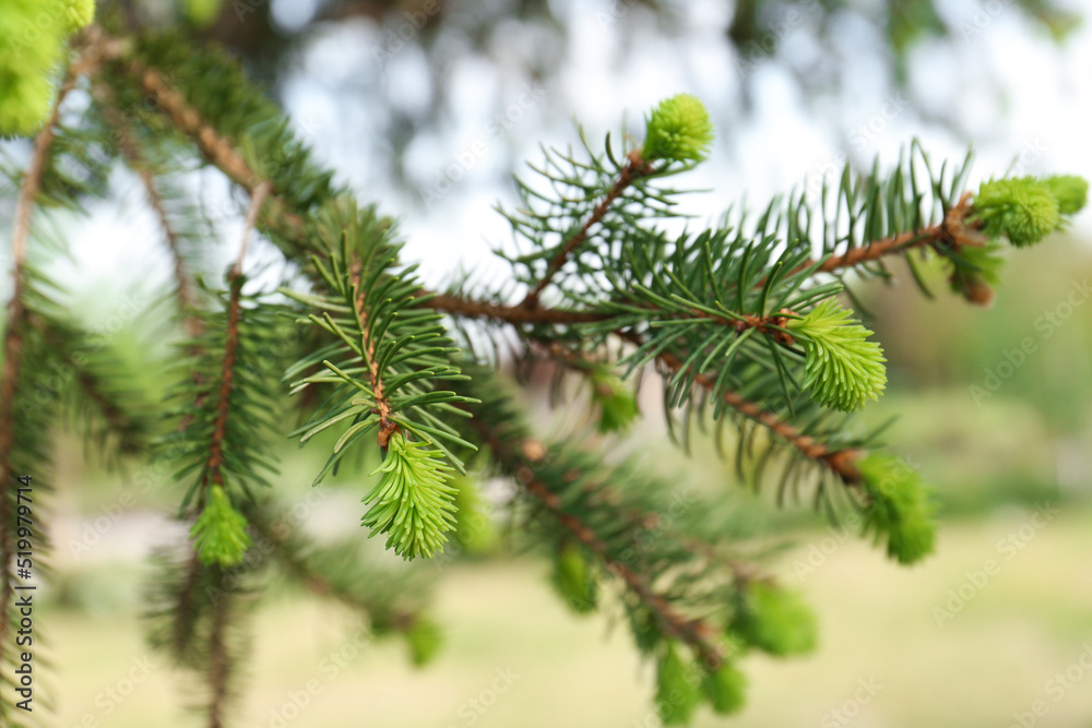 Beautiful branch of coniferous tree, closeup view