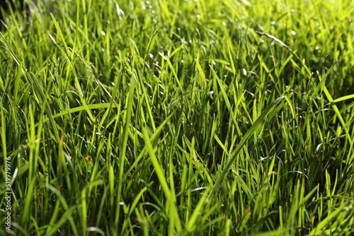 Beautiful lush green grass as background, closeup