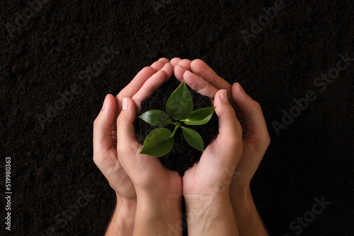 Couple holding seedling over soil, top view. Planting tree