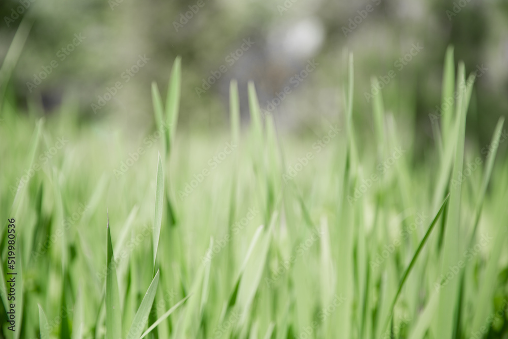 Green grass texture as background. Perspective view and selective focus. artistic abstract spring or summer background with fresh grass as banner or eco wallpaper. Leaves blur effect. Macro nature Green grass texture as background. Perspective view and selective focus. artistic abstract spring or summer background with fresh grass as banner or eco wallpaper. Leaves blur effect. Macro nature