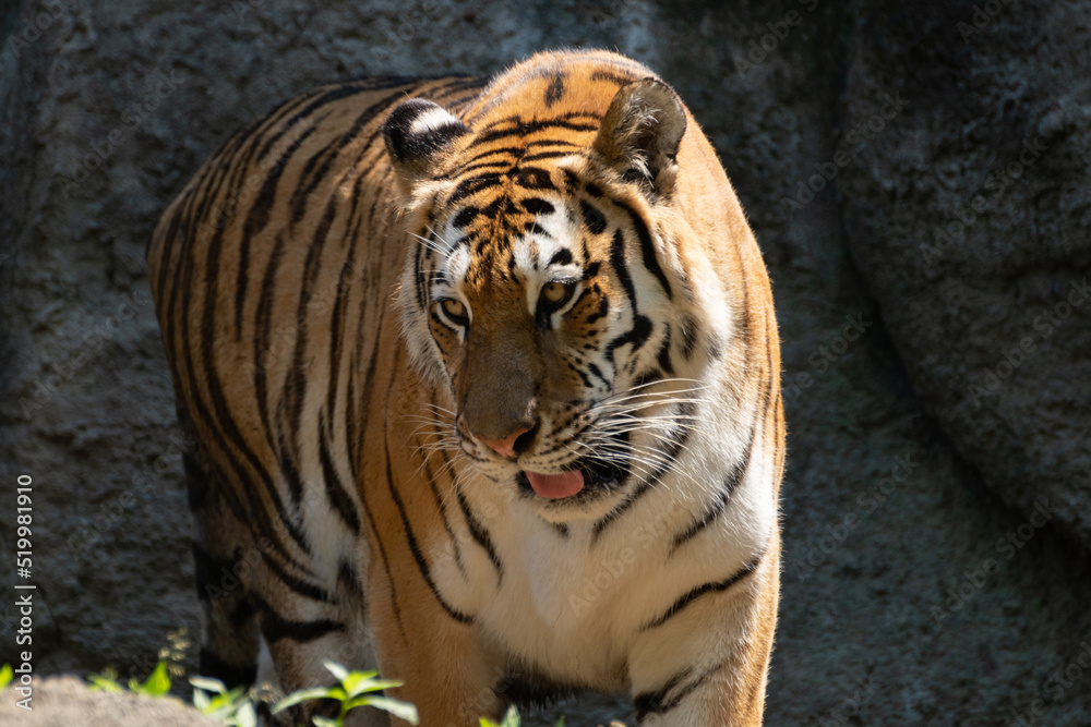 Naklejka premium カッコいいトラ