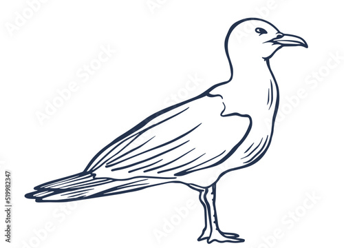 seagull bird line art isolated drawing illustration vector. pigeon, dove, bird, wing, ocean, nautical element.