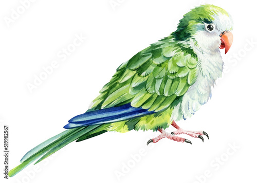 Parrot bird on an isolated white background, watercolor illustration, hand drawing