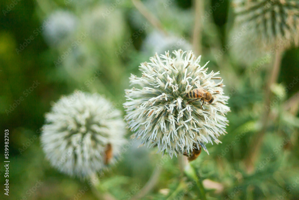 A bee on a large thistle flower A bee on a large thistle flower