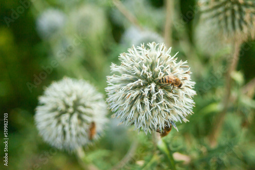 A bee on a large thistle flower