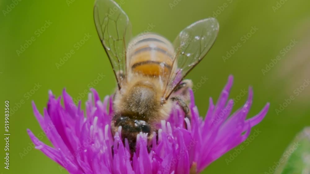 Extreme macro shot of wild bee collecting pollen of purple flower in garden,4K Extreme macro shot of wild bee collecting pollen of purple flower in garden,4K