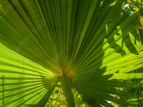 Light and shadow effects on palm leaves. Geometric patterns
