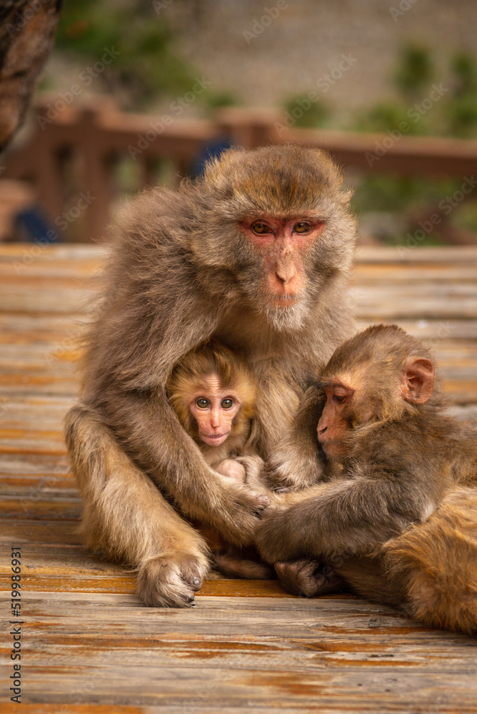 Family of monkeys with a cute little baby macaque