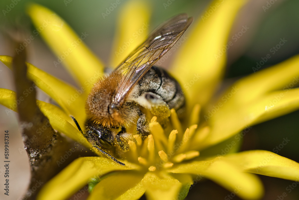 Honey bee collecting nectar on a yellow flower. Busy insects from nature. Honey