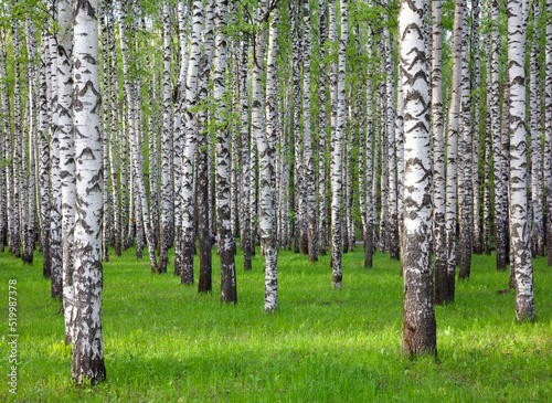 Tender spring May greenery in a birch grove in sunny weather