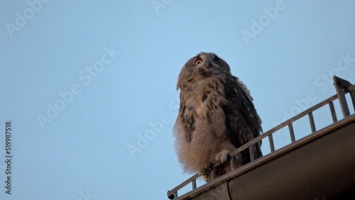 Eurasian eagle-owl (Bubo bubo), fledling on a roof, Heinsberg, North Rhine-Westphalia, Germany photo