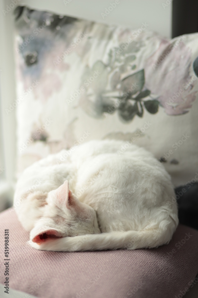 cat cat